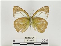 淡褐脈粉蝶藏品圖，第2張