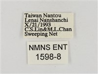 淡褐脈粉蝶藏品圖，第3張