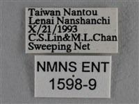 紫日灰蝶藏品圖，第3張