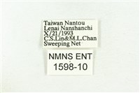 三斑虎灰蝶藏品圖，第3張