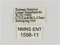淡褐脈粉蝶藏品圖，第3張