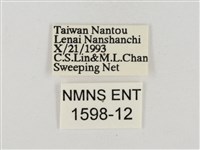 淡褐脈粉蝶藏品圖，第3張