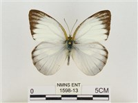 淡褐脈粉蝶藏品圖，第1張