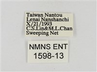 淡褐脈粉蝶藏品圖，第3張