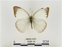 淡褐脈粉蝶藏品圖，第1張