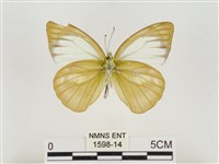 淡褐脈粉蝶藏品圖，第2張