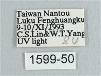 彎黑黃鉤蛾藏品圖，第3張