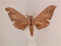 直翅六點天蛾藏品圖，第1張