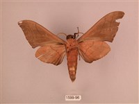 直翅六點天蛾藏品圖，第2張