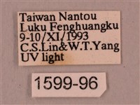 直翅六點天蛾藏品圖，第3張