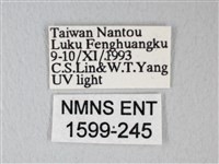 臺灣卵翅蛾藏品圖，第3張