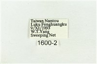 深山黛眼蝶藏品圖，第3張