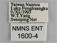 藍紋鋸眼蝶藏品圖，第3張