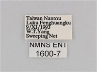 深山黛眼蝶藏品圖，第3張