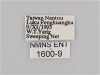 深山黛眼蝶藏品圖，第3張