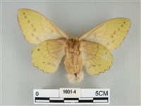 青枯葉蛾藏品圖，第2張