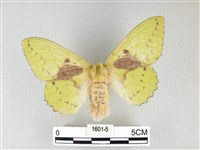 青枯葉蛾藏品圖，第1張