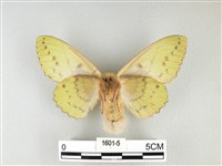 青枯葉蛾藏品圖，第2張