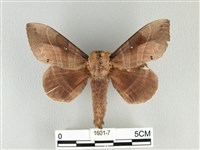 松大毛蟲藏品圖，第1張