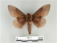 松大毛蟲藏品圖，第2張