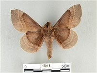 松大毛蟲藏品圖，第2張