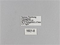 松大毛蟲藏品圖，第3張