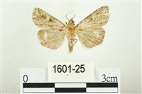 白斑散紋夜蛾藏品圖，第1張