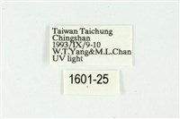 白斑散紋夜蛾藏品圖，第3張