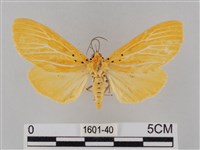 橙擬燈蛾藏品圖，第1張