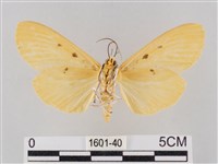 橙擬燈蛾藏品圖，第2張