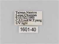 橙擬燈蛾藏品圖，第3張