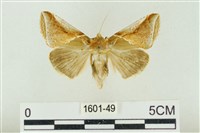 印華波紋蛾藏品圖，第1張