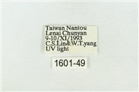 印華波紋蛾藏品圖，第3張