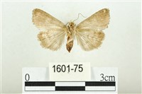 白斑散紋夜蛾藏品圖，第2張