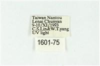 白斑散紋夜蛾藏品圖，第3張