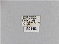 臺灣枯葉蛾藏品圖，第3張