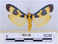 閃光苔蛾藏品圖，第1張