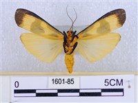 閃光苔蛾藏品圖，第2張