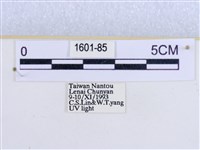 閃光苔蛾藏品圖，第3張