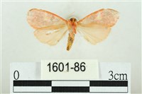 三色豔苔蛾藏品圖，第2張