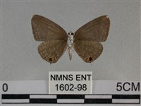 雅波灰蝶藏品圖，第2張