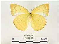 黃裙遷粉蝶藏品圖，第2張