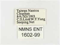 黃裙遷粉蝶藏品圖，第3張