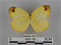 亮色黃蝶藏品圖，第2張