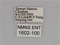 亮色黃蝶藏品圖，第3張