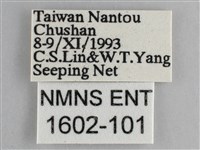 藍紋鋸眼蝶藏品圖，第3張