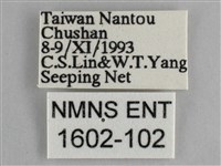 藍紋鋸眼蝶藏品圖，第3張