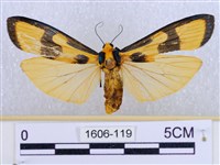 閃光苔蛾藏品圖，第1張