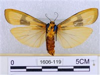 閃光苔蛾藏品圖，第2張