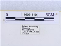 閃光苔蛾藏品圖，第3張